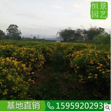 双荚槐球高度1米 基地直销开黄花双荚槐球 造型好看的造景双荚槐图2