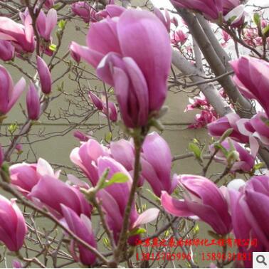 批发优质紫玉兰苗 园林绿化工程苗木 公园观赏花卉 嫁接玉兰树苗图3