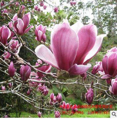 批发优质紫玉兰苗 园林绿化工程苗木 公园观赏花卉 嫁接玉兰树苗图2