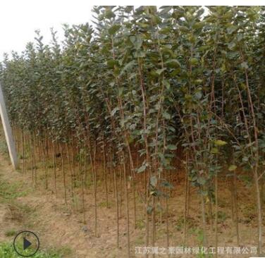 木瓜海棠基地直销园林工程绿化苗木庭院盆栽花卉植物贴梗海棠树苗图2