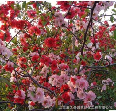 木瓜海棠基地直销园林工程绿化苗木庭院盆栽花卉植物贴梗海棠树苗图3