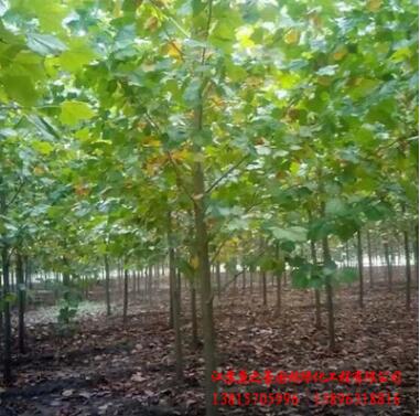 基地批发速生法桐 园林绿化苗木常绿乔木观叶植物 优质法桐树苗图2