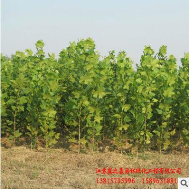 基地批发速生法桐 园林绿化苗木常绿乔木观叶植物 优质法桐树苗图3
