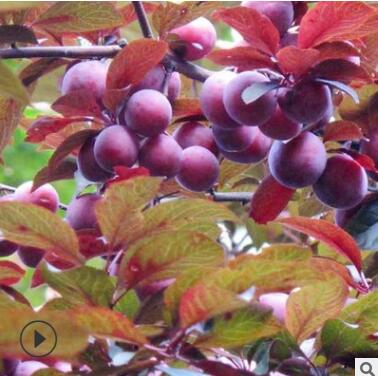 红叶李/紫叶李批发 园林行道绿化彩色苗木 紫叶李基地直销图2