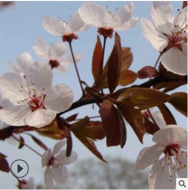 红叶李/紫叶李批发 园林行道绿化彩色苗木 紫叶李基地直销图3