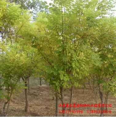 国槐 黄金槐 垂槐 龙爪槐树苗批发 园林绿化苗木 黄金槐大树苗图3