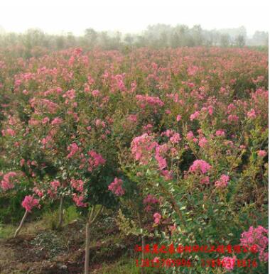 基地直销红花紫薇百日红紫薇苗 园林绿化苗木 行道风景紫薇树苗图3