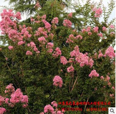 基地直销红花紫薇百日红紫薇苗 园林绿化苗木 行道风景紫薇树苗图2