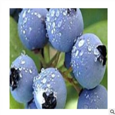 农户直销一年生高从蓝莓树 高从蓝莓包运输采摘园蓝莓