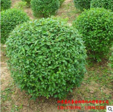基地直销小叶女贞球 花坛色块绿篱 常绿灌木 工程篱笆 小叶女贞球图2