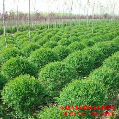 基地直销小叶女贞球 花坛色块绿篱 常绿灌木 工程篱笆 小叶女贞球图3