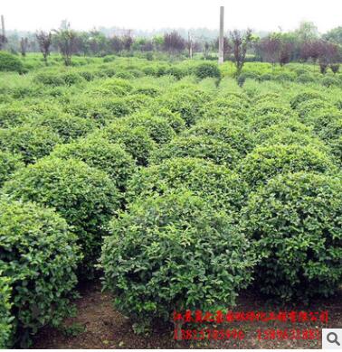 小叶黄杨球基地直销 四季青绿化灌木 篱笆墙小苗 小叶黄杨球批发图3