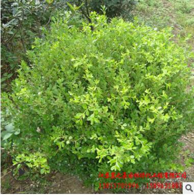 小叶黄杨球基地直销 四季青绿化灌木 篱笆墙小苗 小叶黄杨球批发图2