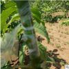 批量出售品种优质核桃树 高性价比优质核桃树 价格便宜核桃树