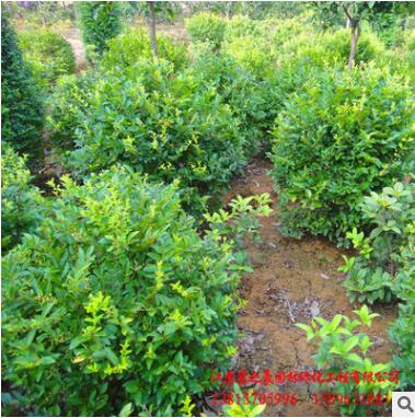 苗圃批发金叶女贞球 道路绿化小苗工程篱笆色块苗木 金叶女贞球图3