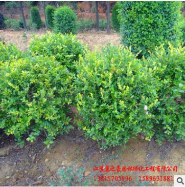 苗圃批发金叶女贞球 道路绿化小苗工程篱笆色块苗木 金叶女贞球图2