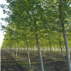 低价出售杨树 毛白杨 速生杨 107 2025 杨树基地