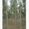 基地批发毛白杨 12公分雄性毛白杨低价出售 河北毛白杨规格全