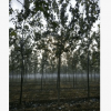 河北批发防护林专用大乔木园林植物1-15公分速生杨 毛白杨苗木