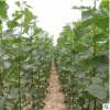 *基地直销 107速生杨 108毛白杨树苗