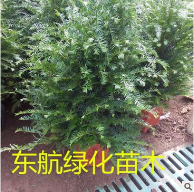 基地直销 曼地亚红豆杉苗木 抗癌盆景 美化空间 办公植物图3