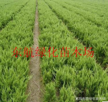供应龙柏 嫁接龙柏苗 色块专用龙柏 塔柏树苗 40--50高图2