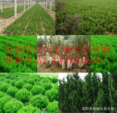 供应龙柏 嫁接龙柏苗 色块专用龙柏 塔柏树苗 40--50高图3