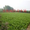 供应龙柏 嫁接龙柏苗 色块专用龙柏 塔柏树苗 40--50高