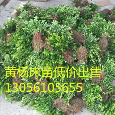 产地批发小叶黄杨苗 瓜子黄杨苗 黄杨小苗图3