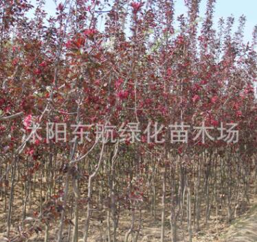 批发红宝石海棠 西府海棠树苗 3至5公分红宝石.西府海棠树苗