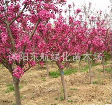 批发红宝石海棠 西府海棠树苗 3至5公分红宝石.西府海棠树苗图3