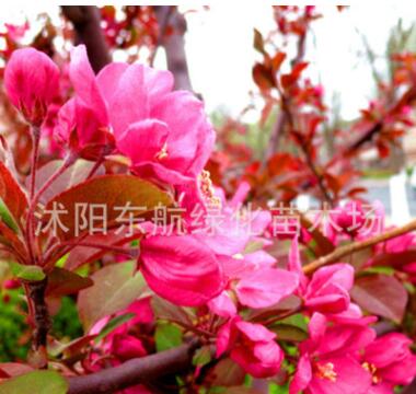 批发红宝石海棠 西府海棠树苗 3至5公分红宝石.西府海棠树苗图2