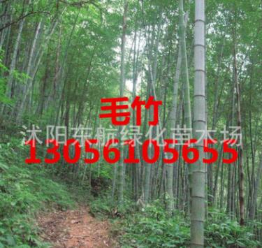 批发毛竹 工程苗青竹 金香玉竹 紫竹 毛竹小苗 楠竹图3