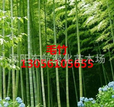 批发毛竹 工程苗青竹 金香玉竹 紫竹 毛竹小苗 楠竹图2