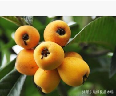 批发 枇杷苗 枇杷树 大五星枇杷树苗 南方果树苗图3