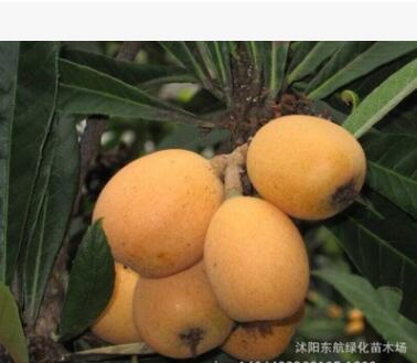 批发 枇杷苗 枇杷树 大五星枇杷树苗 南方果树苗图2