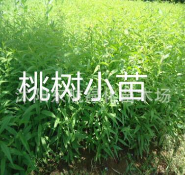 批发毛桃苗 10-15公分高毛桃芽苗 嫁接专用毛桃苗 紫叶桃芽苗图2