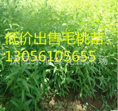 批发毛桃苗 10-15公分高毛桃芽苗 嫁接专用毛桃苗 紫叶桃芽苗图3