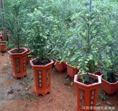 苗圃批发 红豆杉苗 抗癌花木 南方红豆杉树苗 红豆杉树图3