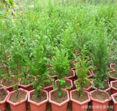 苗圃批发 红豆杉苗 抗癌花木 南方红豆杉树苗 红豆杉树图2