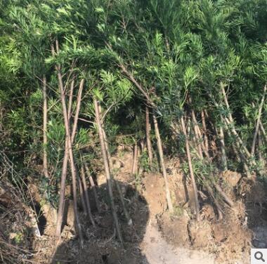 批发出售地径2公分左右罗汉松苗 地栽罗汉松 带土球苗高1米以上图2