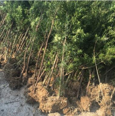 批发出售地径2公分左右罗汉松苗 地栽罗汉松 带土球苗高1米以上图3