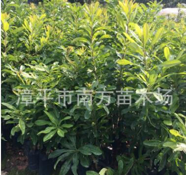 出售果树苗木嫁接硬丝杨梅苗 安海早生杨苗图3