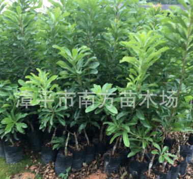 出售果树苗木嫁接硬丝杨梅苗 安海早生杨苗图2