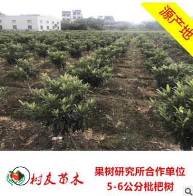 【树友苗木】5-6公分枇杷树 已结果壮年白沙枇杷树图2