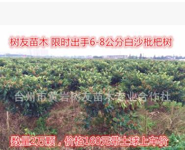 【树友苗木】5-6公分枇杷树 已结果壮年白沙枇杷树图3