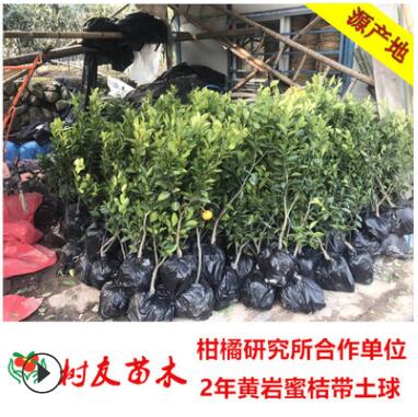 【树友苗木】正宗黄岩蜜桔树苗（本地早）2年带土球蜜桔橘子树苗图3