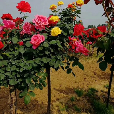 微信图片_20190418181929