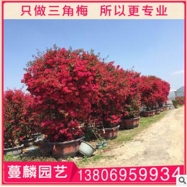 三角梅盆景 漳州基地直销 大量供应 1.5米 规格齐全图2
