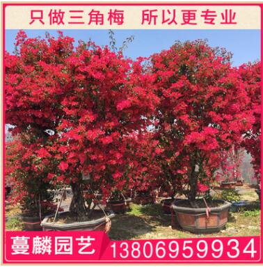 三角梅盆景 漳州基地直销 大量供应 1.5米 规格齐全图3